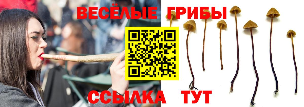 Черкесск  Галлюциногенные грибы Magic Shrooms  Вход с VPN 